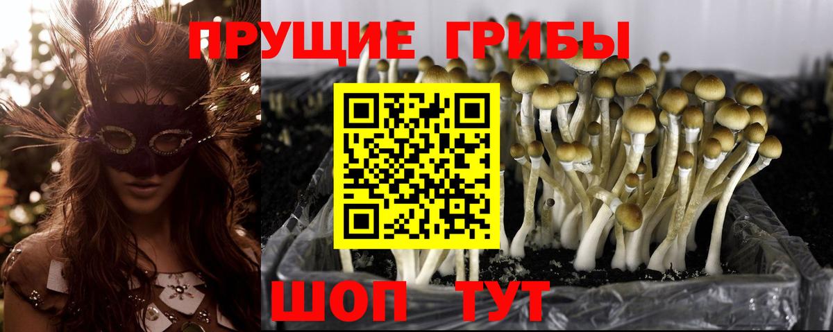 Псилоцибиновые грибы мицелий Заречный